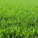 lawn care in Saskatoon
