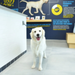 pet care surgery center