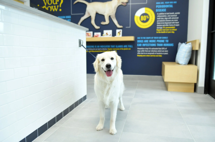 pet care surgery center