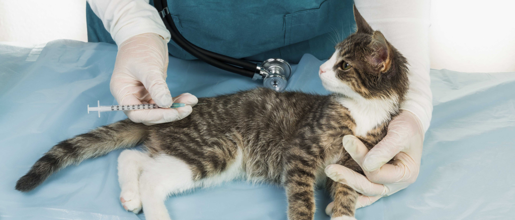 cat surgery in Encino