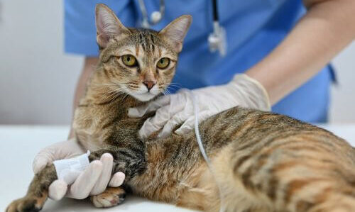 veterinary surgery in Encino