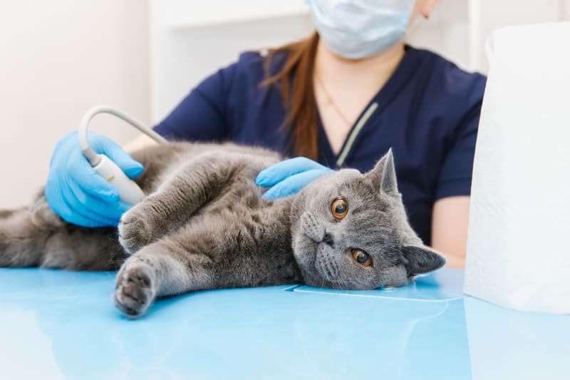 in-house cat surgery in Encino