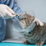 Why In-House Cat Surgery in Encino Is Changing Recovery Times