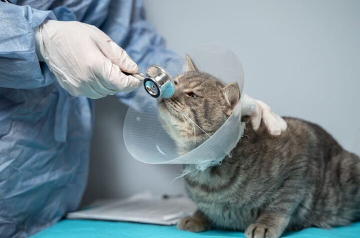 Cat Surgery in Encino