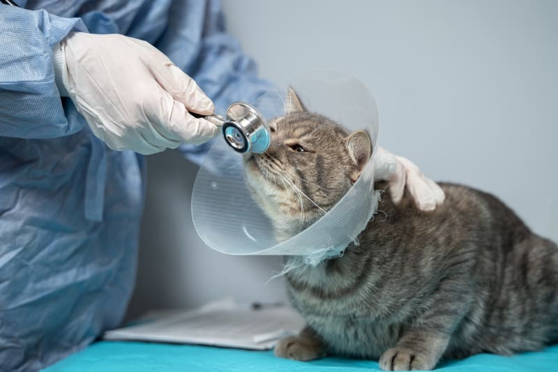 Cat Surgery in Encino